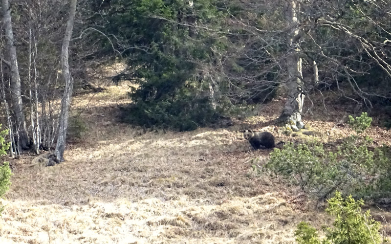 fotografato....finalmente l''orso !!!!